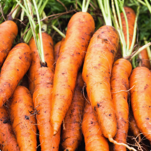 新疆特产蔬菜红萝卜农家新鲜抓饭黄色胡萝卜黄萝卜现挖非有机水果