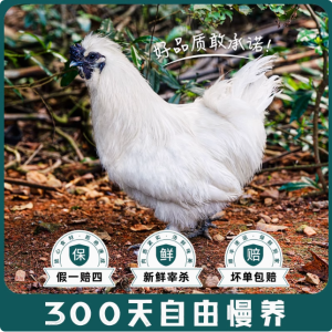 乌鸡新鲜现杀白羽活鸡土鸡农家散养老乌鸡母鸡煲汤整只正宗乌骨鸡