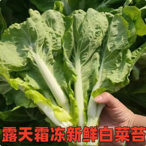 湖北农家现摘白菜苔新鲜菜心武汉洪山菜台当季时令蔬菜孕妇宝