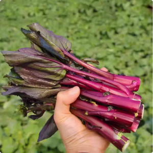 湖北农家种植新鲜红菜苔时令蔬菜现摘现发洪山菜薹正宗露天蔬菜5