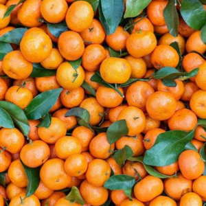 采购柑橘砂糖橘