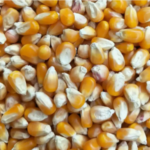 干玉米黄玉米粒