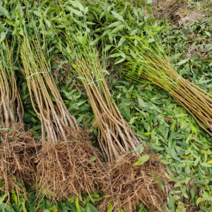 求购 山桃苗10000棵