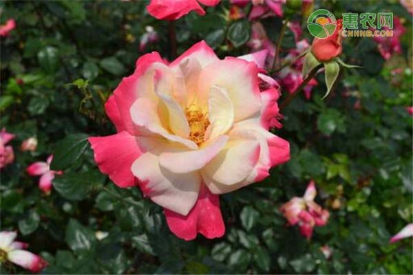 月季花怎么种？-图片版权归惠农网所有