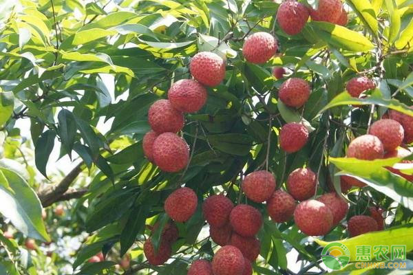 荔枝怎么种？-图片版权归惠农网所有