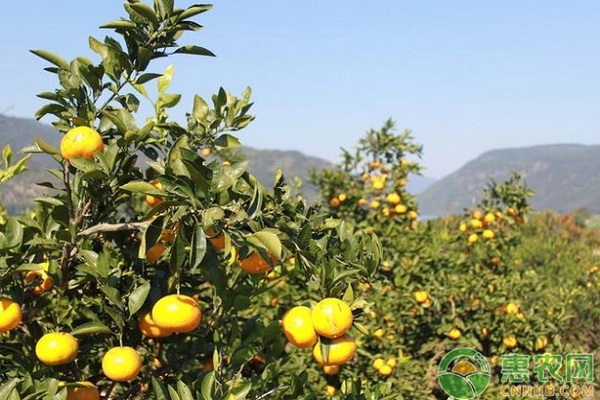 桔子树怎么种?-图片版权归惠农网所有