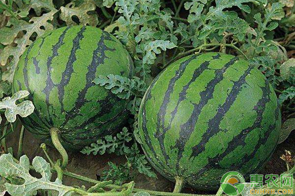 怎么种西瓜?-图片版权归惠农网所有