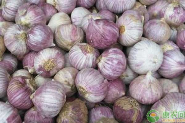 独蒜是怎么种出来的?-图片版权归惠农网所有