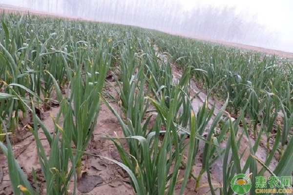 独蒜是怎么种出来的?-图片版权归惠农网所有