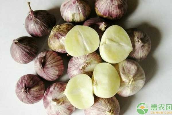 独蒜是怎么种出来的?-图片版权归惠农网所有